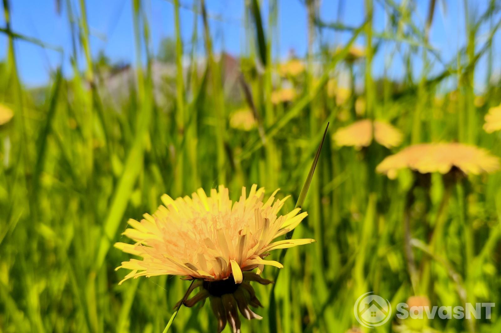 Anykščių rajone parduodamas 9,54 ha ŽEMĖS ŪKIO paskirties sklypas